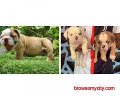 British Bulldog Puppies For Sale In Vadodara