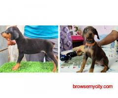Doberman Pinscher Puppies For Sale In Vadodara