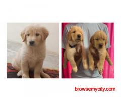 Golden Retriever Puppies For Sale In Vadodara
