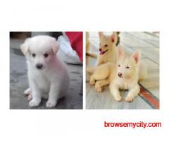 Pomeranian Puppies For Sale In Vadodara