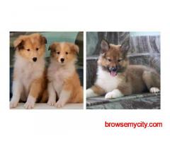 Rough Collie Puppies For Sale In Agra
