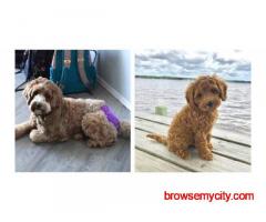 Labradoodle Puppies For Sale In Ludhiana