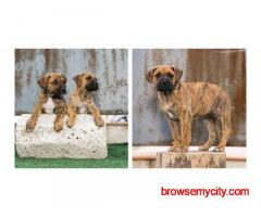 Presa Canario Puppies For Sale In Ludhiana
