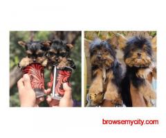 Yorkshire Terrier Puppies For Sale In Ludhiana