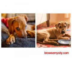 Rhodesian Ridgeback Puppies For Sale In Ludhiana