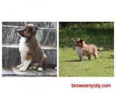 Rough Collie Puppies For Sale In Ludhiana