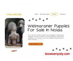 Weimaraner Puppies For Sale In Noida
