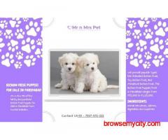 Bichon Frise Puppies For Sale In Faridabad