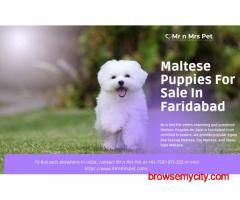 Maltese Puppies For Sale In Faridabad