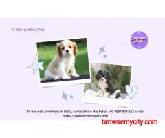 Cavalier King Charles Spaniel Puppies For Sale In Faridabad