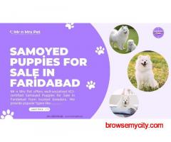 Samoyed Puppies For Sale In Faridabad