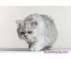 British Longhair Kitten For Sale In Amritsar