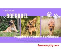 Boerboel Puppies For Sale In Faridabad