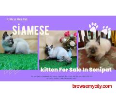 Siamese Kitten For Sale in Sonipat Hr