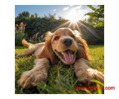 Welcome to Dogs Paradise!
