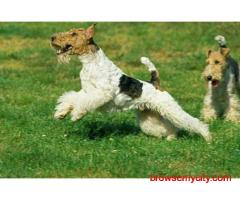 Fox terrier wire Puppies For Sale In Faridabad