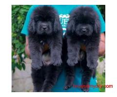 Newfoundland Puppies For Sale In Faridabad