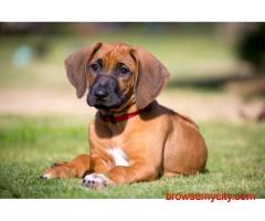 Rhodesian Ridgeback Puppies For Sale In Faridabad