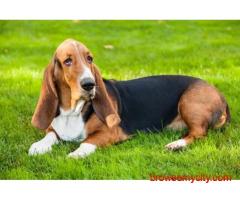 Basset Hound Puppies For Sale In Faridabad
