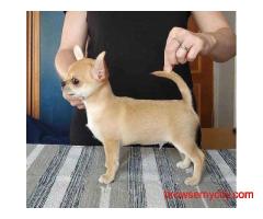 Chihuahua Puppies For Sale In Faridabad