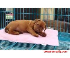French Mastiff Puppies For Sale In Faridabad