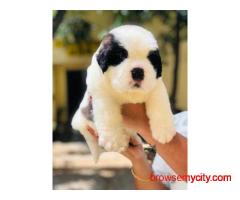 Saint Bernard Puppies For Sale In Faridabad