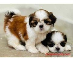 Shih Tzu Puppies For Sale In Faridabad