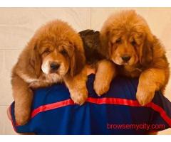 Tibetan Mastiff Puppies For Sale In Faridabad