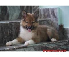 Rough Collie Puppies For Sale In Ahmedabad