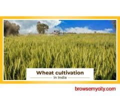 Wheat Cultivation and it's Processed in India