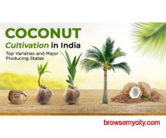 Find the Coconut Cultivation in India, Methods, and Uses