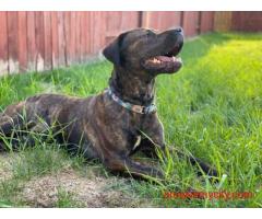 Presa Canario Puppies For Sale In Chandigarh