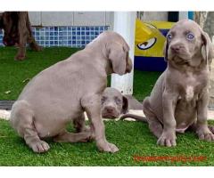 Weimaraner Puppies For Sale In Mysore