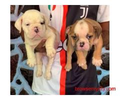 British Bulldog Puppies For Sale In Mysore