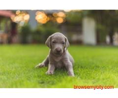 Weimaraner Puppies For Sale In Meerut