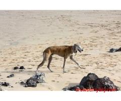 Rampur Hound Puppies For Sale In Meerut