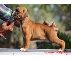 Boxer Puppies for Sale in Mumbai