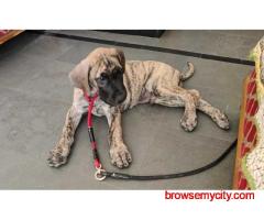 Great Dane Puppies For Sale In Hyderabad