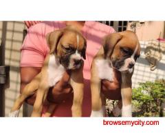 Boxer Puppies for Sale in Hyderabad