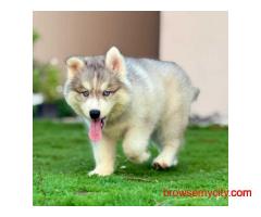 Siberian Husky Puppies For Sale In Kolkata