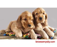 Cocker Spaniel Puppies For Sale In Kolkata