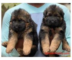 German Shepherd Puppies for Sale in Kolkata