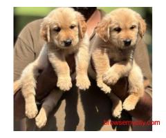 Golden Retriever Puppies for Sale in Kolkata