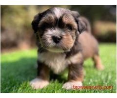 Lhasa Apso Puppies for Sale in Kolkata