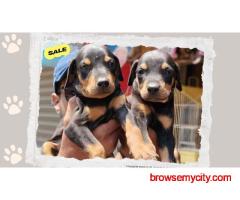 Doberman Puppies for Sale in Pune
