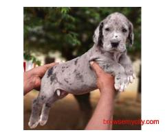 Great Dane Puppies for Sale in Pune