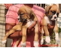 Boxer Puppies for Sale in Ahmedabad