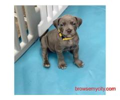 Pitbull Puppies for Sale in Ahmedabad