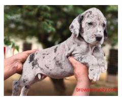 Great Dane Puppies for Sale in Chennai