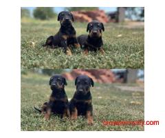 Doberman Puppies for Sale in Chandigarh